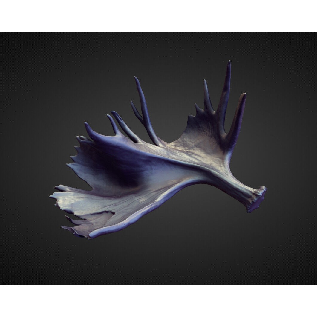 Horns 3D Model – High Poly Sculpt Collection for Blender - View 38