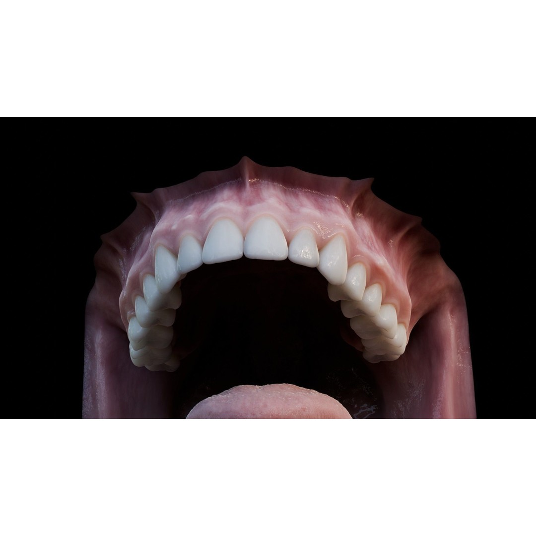 Human Mouth 3D Model – Photorealistic Low Poly Rigged Asset for Blender and 3ds Max - View 14