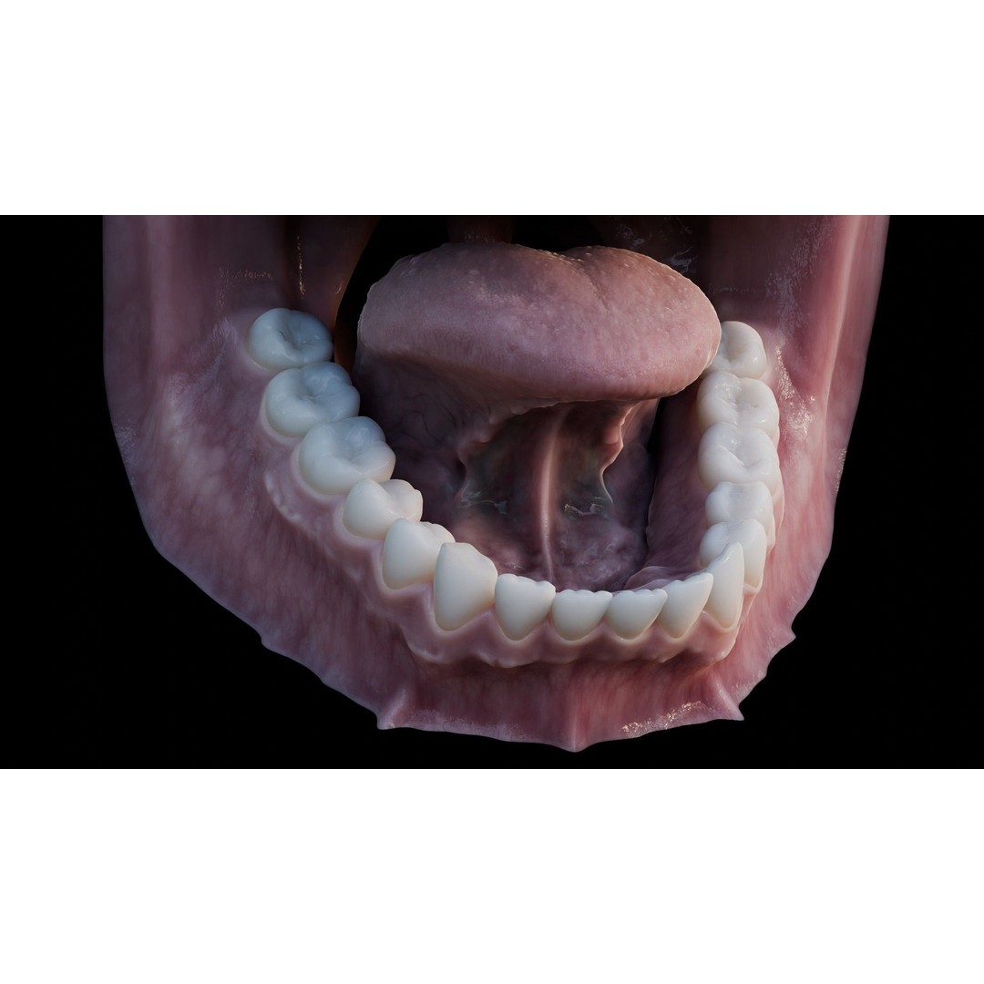 Human Mouth 3D Model – Photorealistic Low Poly Rigged Asset for Blender and 3ds Max - View 15