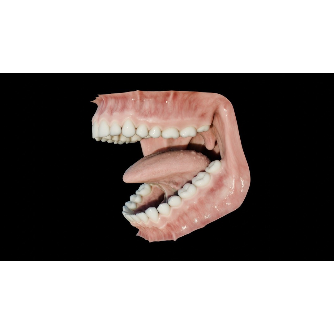 Human Mouth 3D Model – Photorealistic Low Poly Rigged Asset for Blender and 3ds Max - View 17