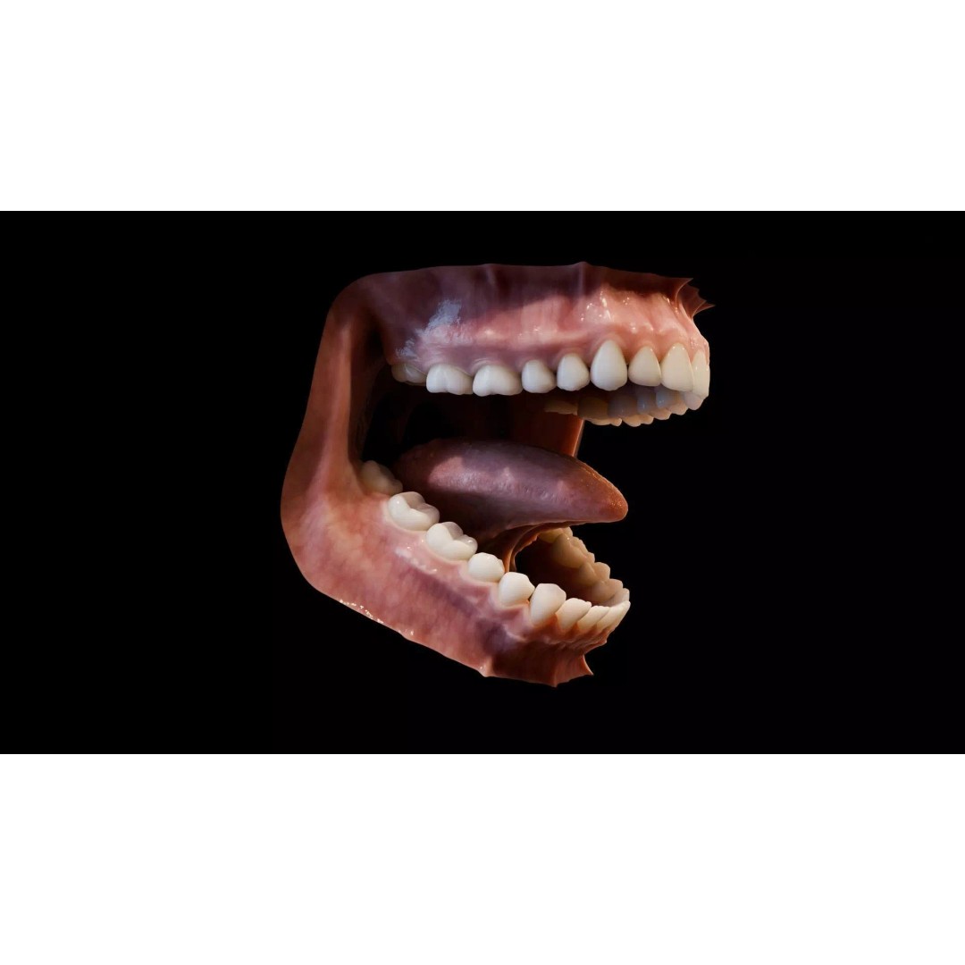Human Mouth 3D Model – Photorealistic Low Poly Rigged Asset for Blender and 3ds Max - View 2