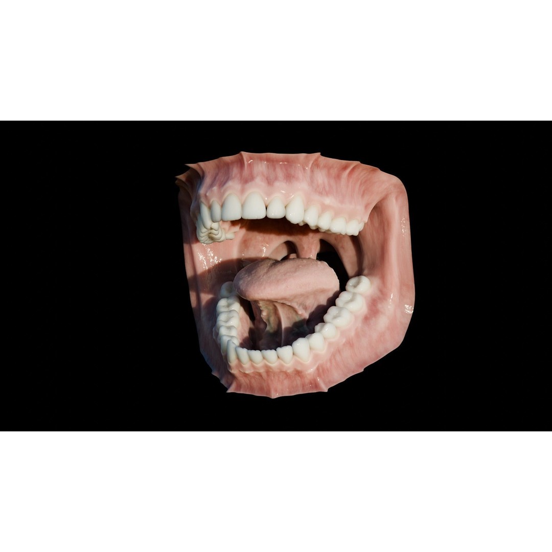 Human Mouth 3D Model – Photorealistic Low Poly Rigged Asset for Blender and 3ds Max - View 20