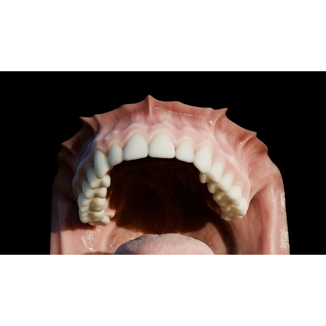 Human Mouth 3D Model – Photorealistic Low Poly Rigged Asset for Blender and 3ds Max - View 21