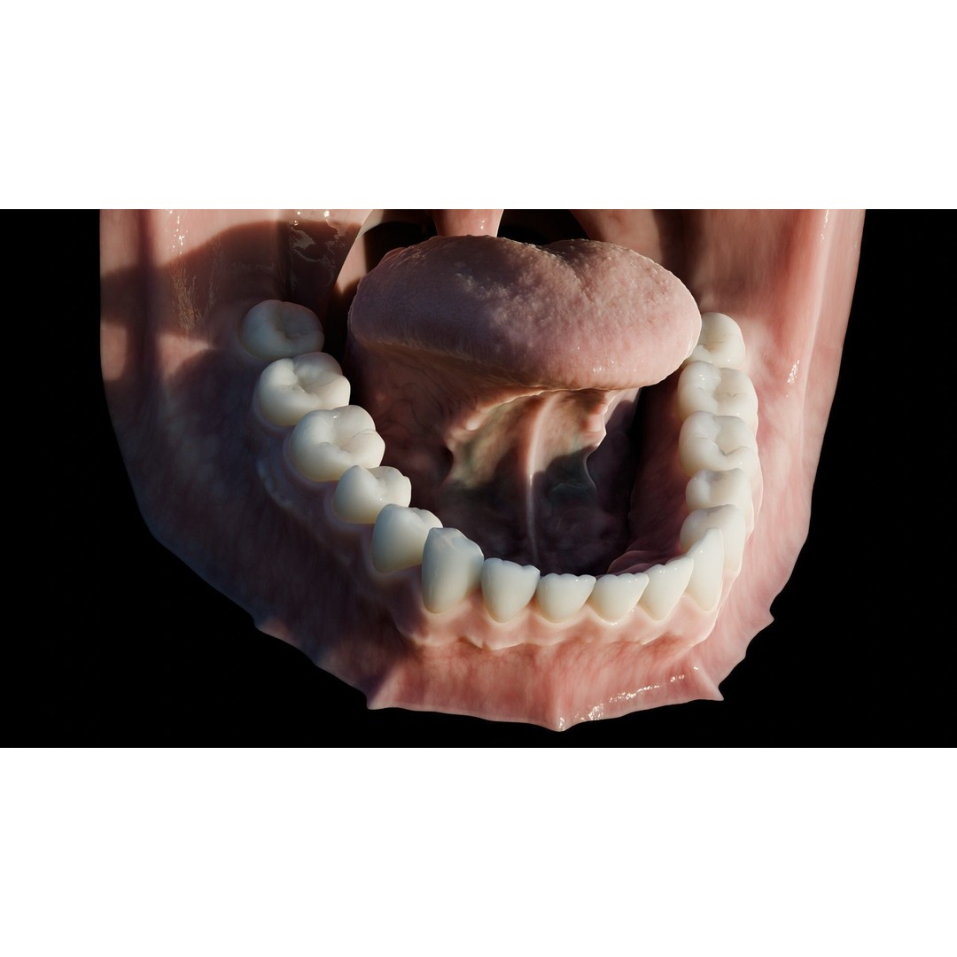 Human Mouth 3D Model – Photorealistic Low Poly Rigged Asset for Blender and 3ds Max - View 22