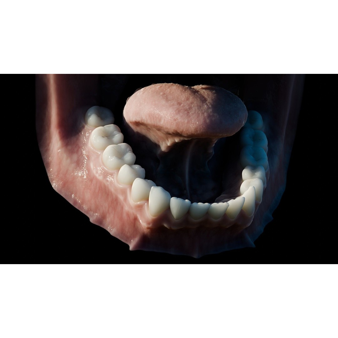 Human Mouth 3D Model – Photorealistic Low Poly Rigged Asset for Blender and 3ds Max - View 29