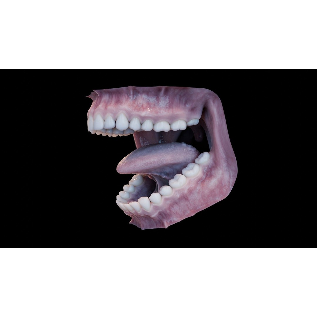 Human Mouth 3D Model – Photorealistic Low Poly Rigged Asset for Blender and 3ds Max - View 31