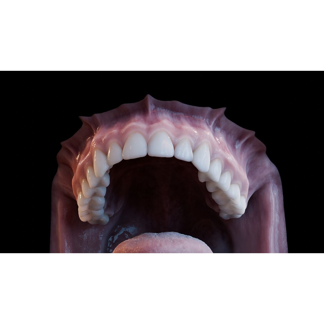 Human Mouth 3D Model – Photorealistic Low Poly Rigged Asset for Blender and 3ds Max - View 35
