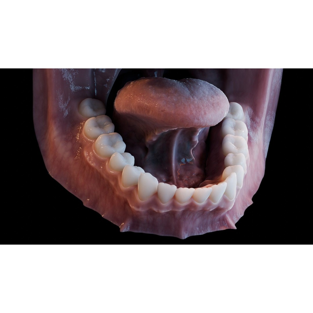 Human Mouth 3D Model – Photorealistic Low Poly Rigged Asset for Blender and 3ds Max - View 36