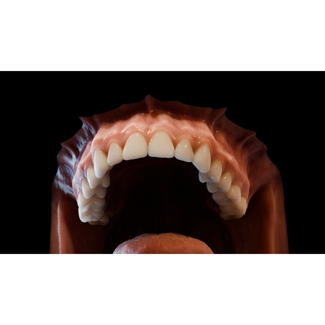 Human Mouth 3D Model – Photorealistic Low Poly Rigged Asset for Blender and 3ds Max - View 7