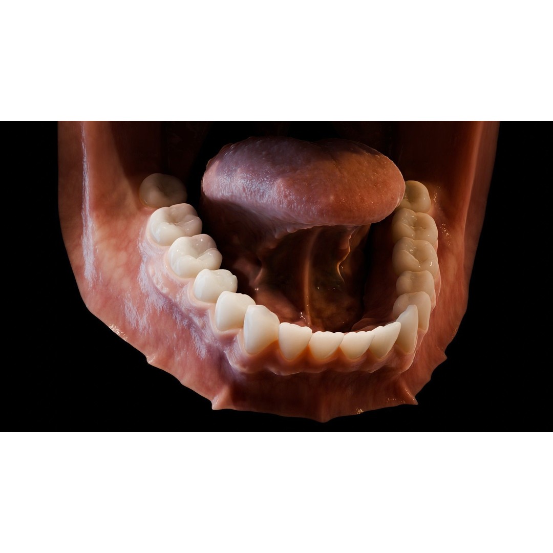 Human Mouth 3D Model – Photorealistic Low Poly Rigged Asset for Blender and 3ds Max - View 8
