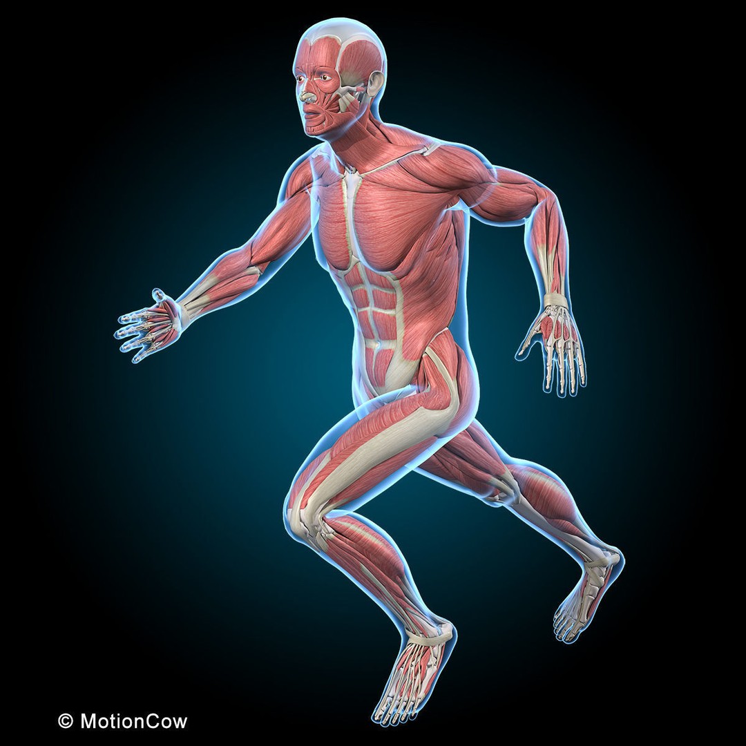 Musculoskeletal System 3D Model – Rigged Anatomical Asset, FBX - View 11