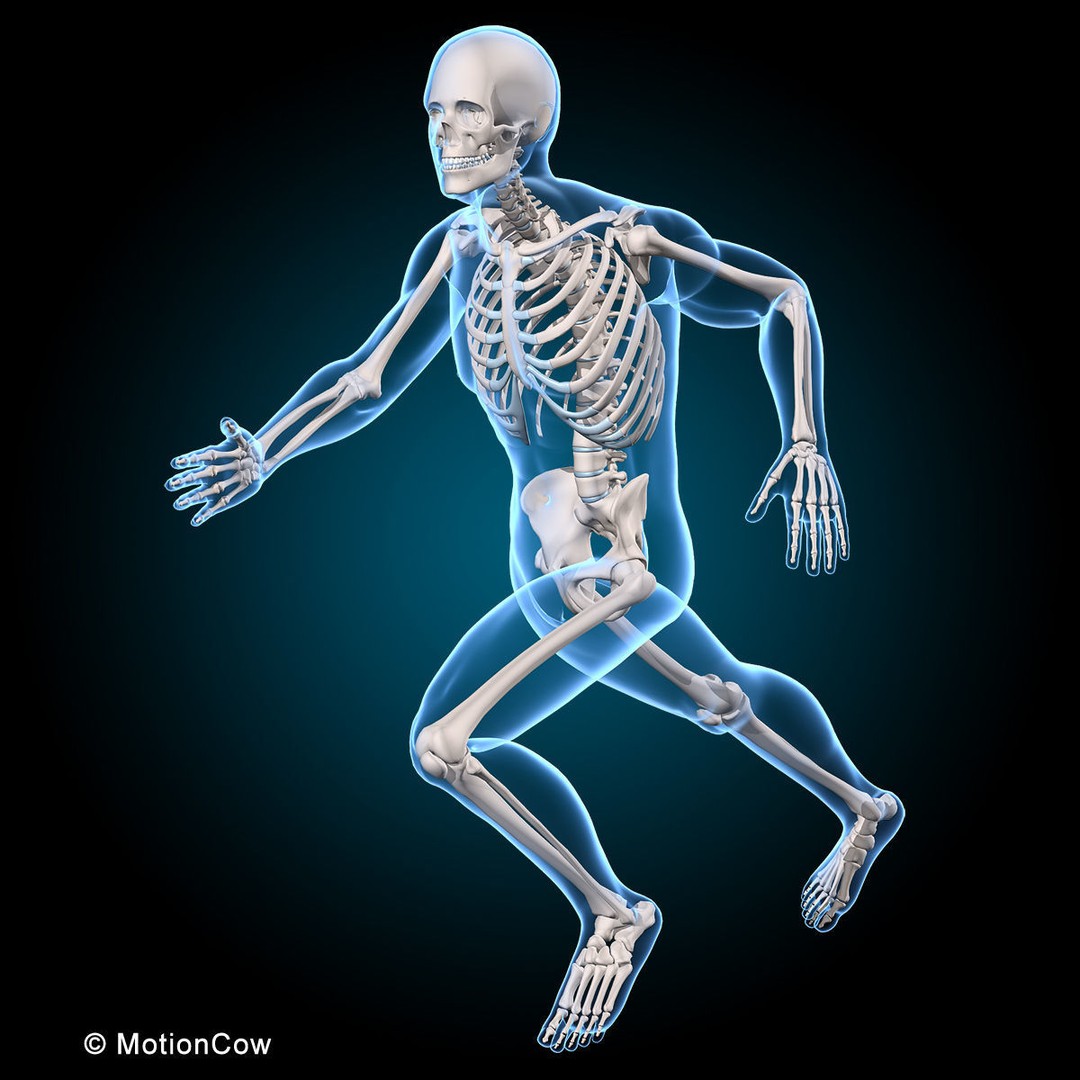 Musculoskeletal System 3D Model – Rigged Anatomical Asset, FBX - View 12