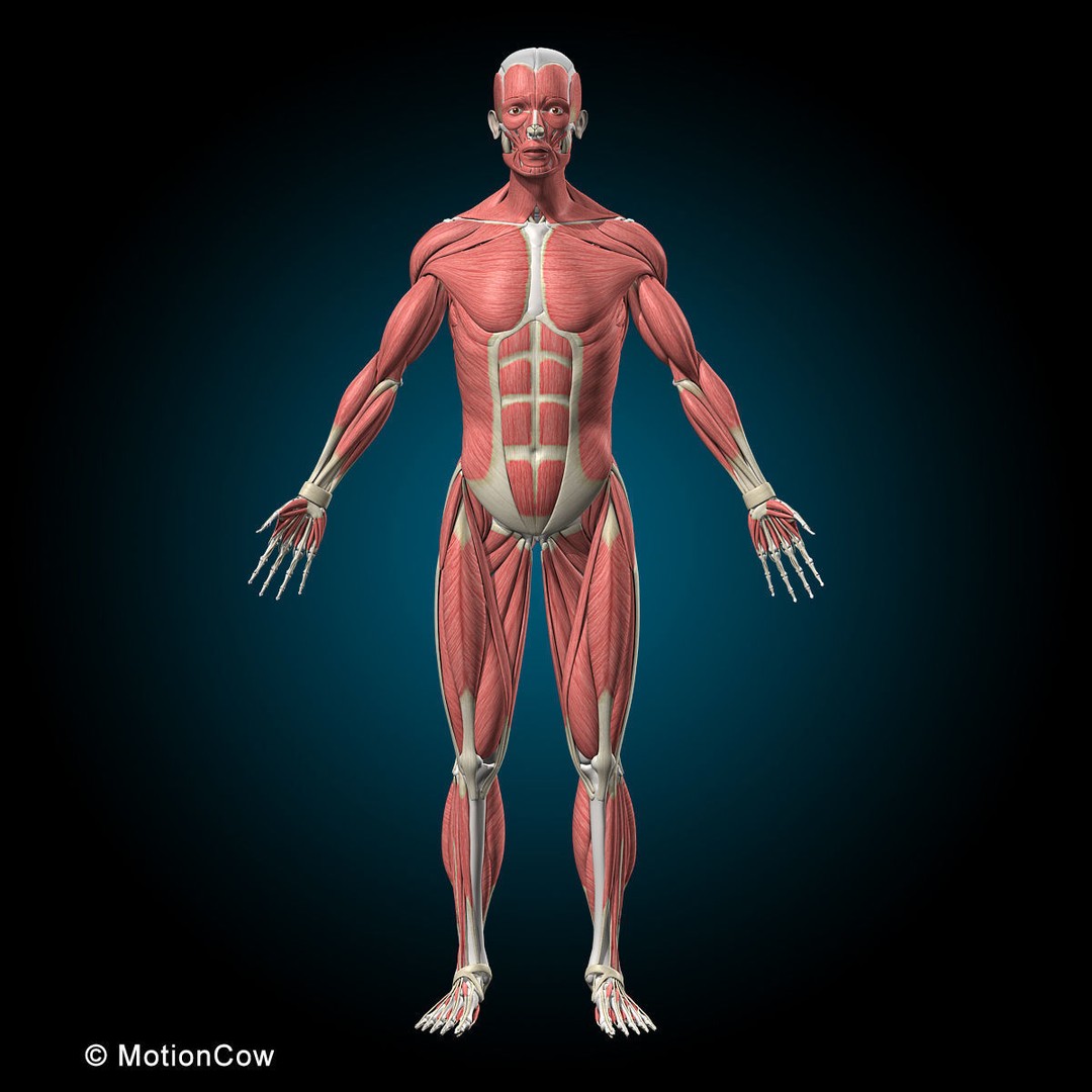 Musculoskeletal System 3D Model – Rigged Anatomical Asset, FBX - View 16