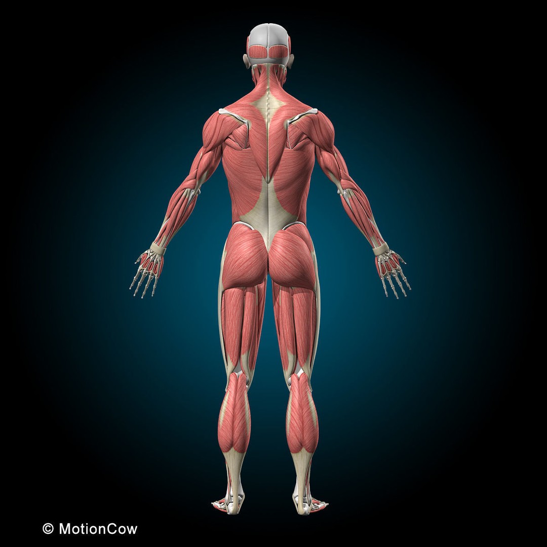 Musculoskeletal System 3D Model – Rigged Anatomical Asset, FBX - View 18