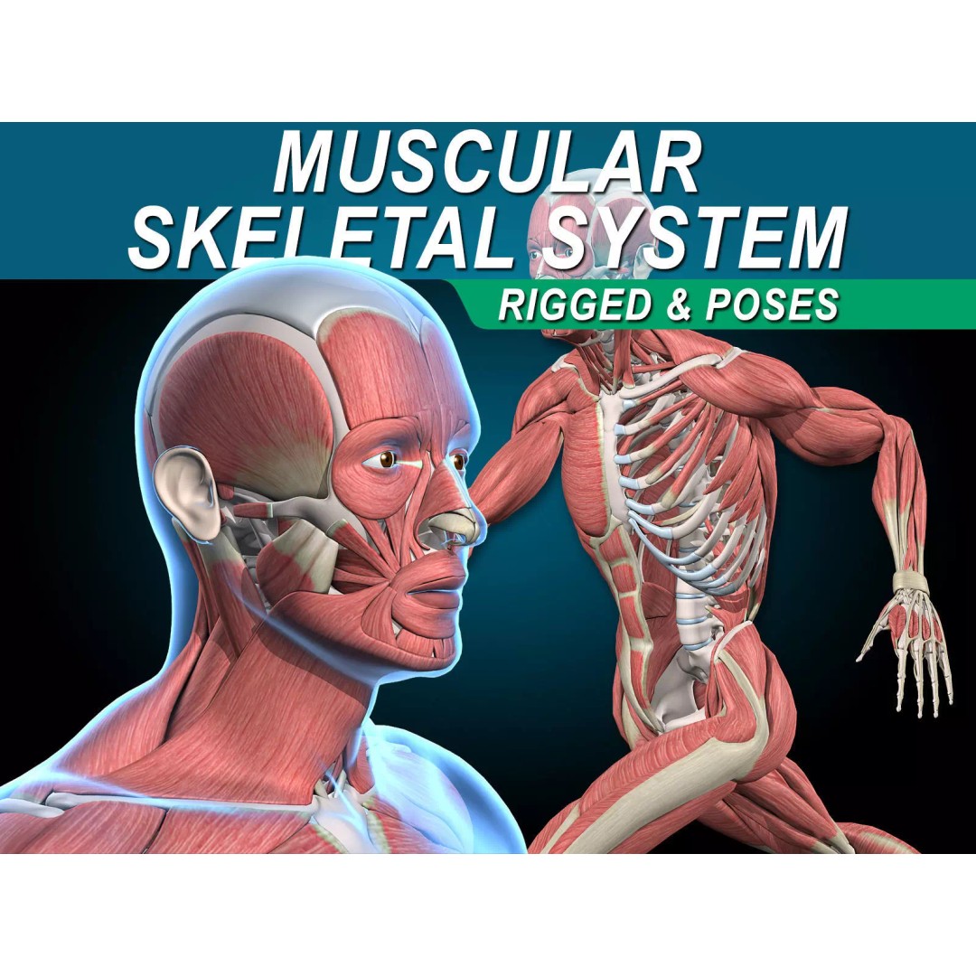 Musculoskeletal System 3D Model – Rigged Anatomical Asset, FBX - View 2
