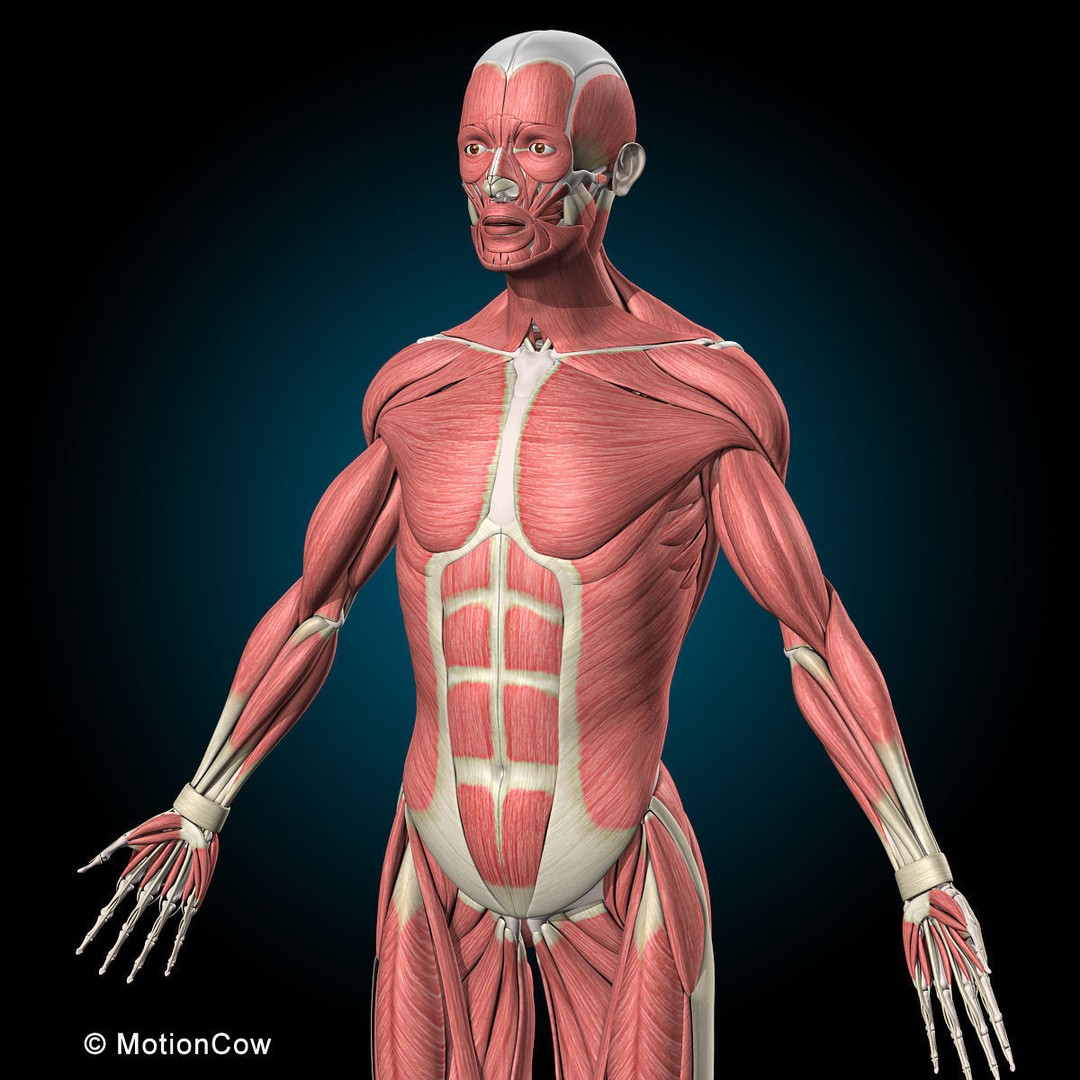 Musculoskeletal System 3D Model – Rigged Anatomical Asset, FBX - View 22