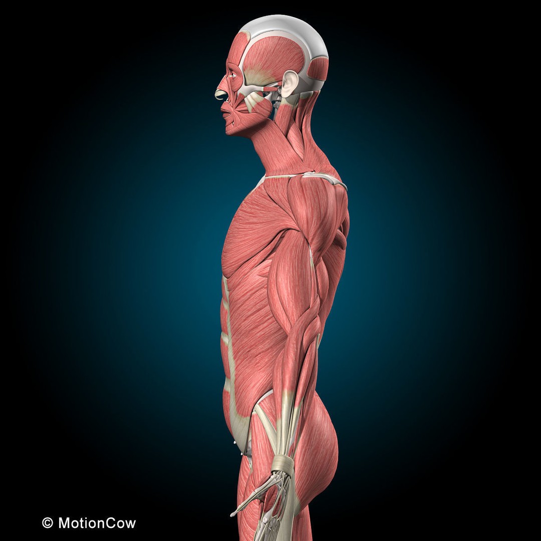 Musculoskeletal System 3D Model – Rigged Anatomical Asset, FBX - View 24
