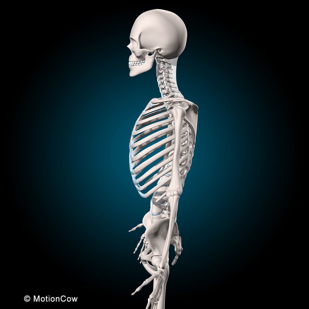 Musculoskeletal System 3D Model – Rigged Anatomical Asset, FBX - View 29