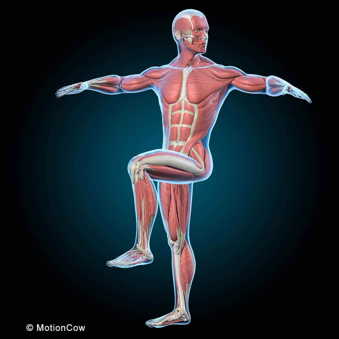 Musculoskeletal System 3D Model – Rigged Anatomical Asset, FBX - View 3