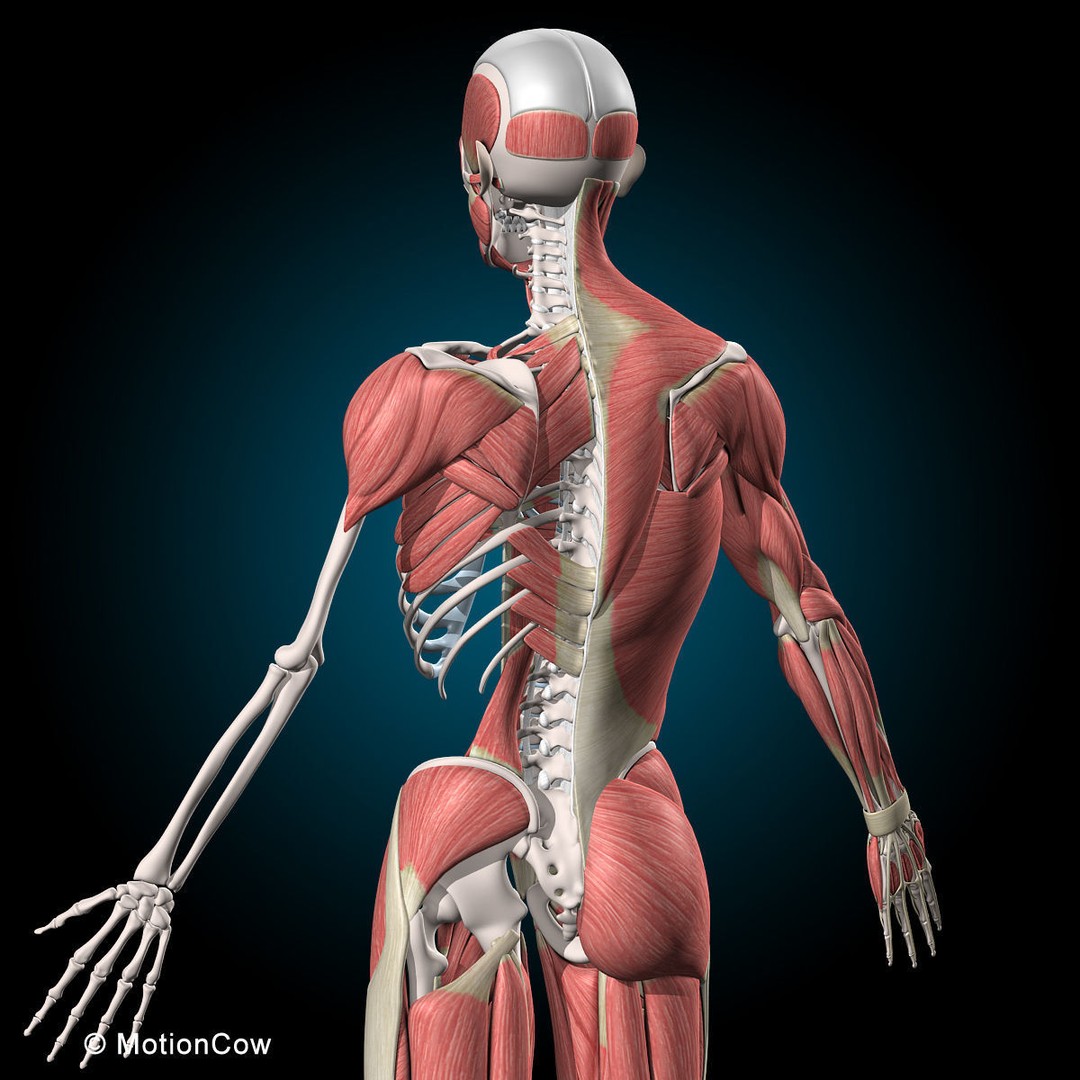 Musculoskeletal System 3D Model – Rigged Anatomical Asset, FBX - View 34