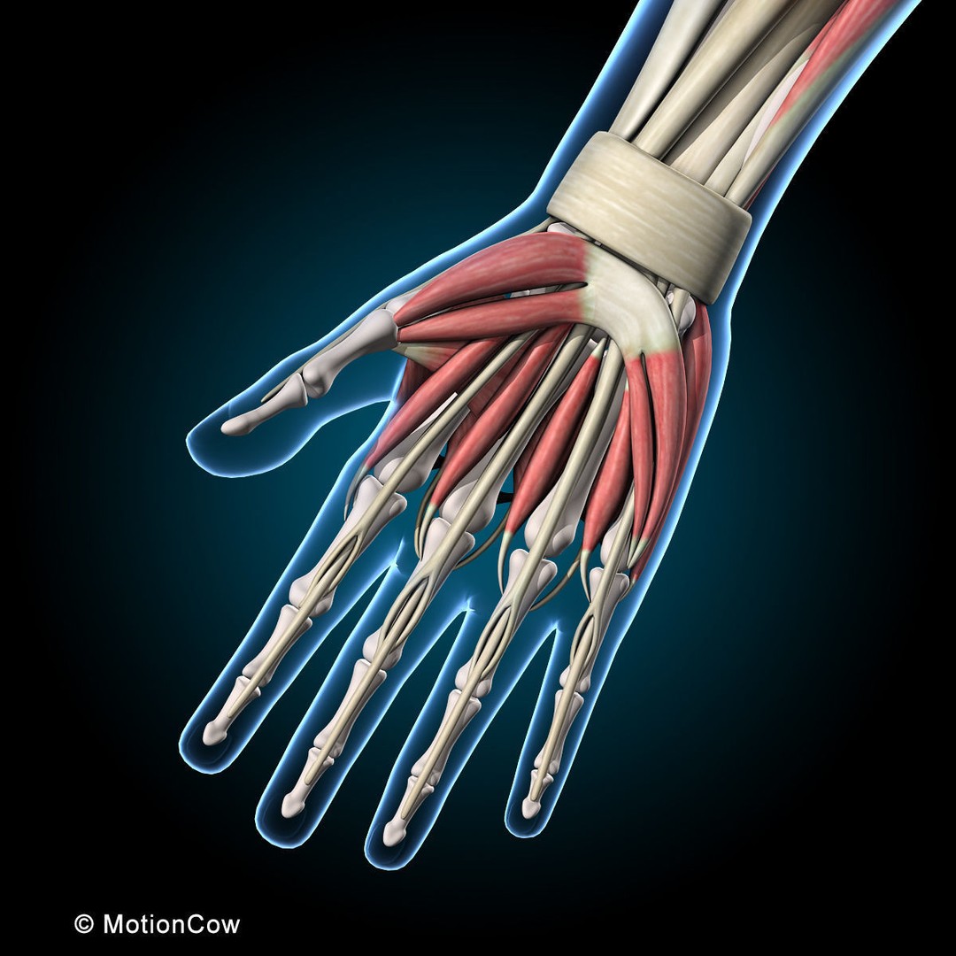 Musculoskeletal System 3D Model – Rigged Anatomical Asset, FBX - View 37