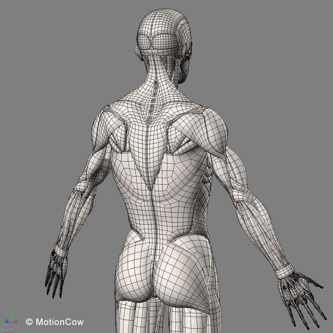 Musculoskeletal System 3D Model – Rigged Anatomical Asset, FBX - View 63