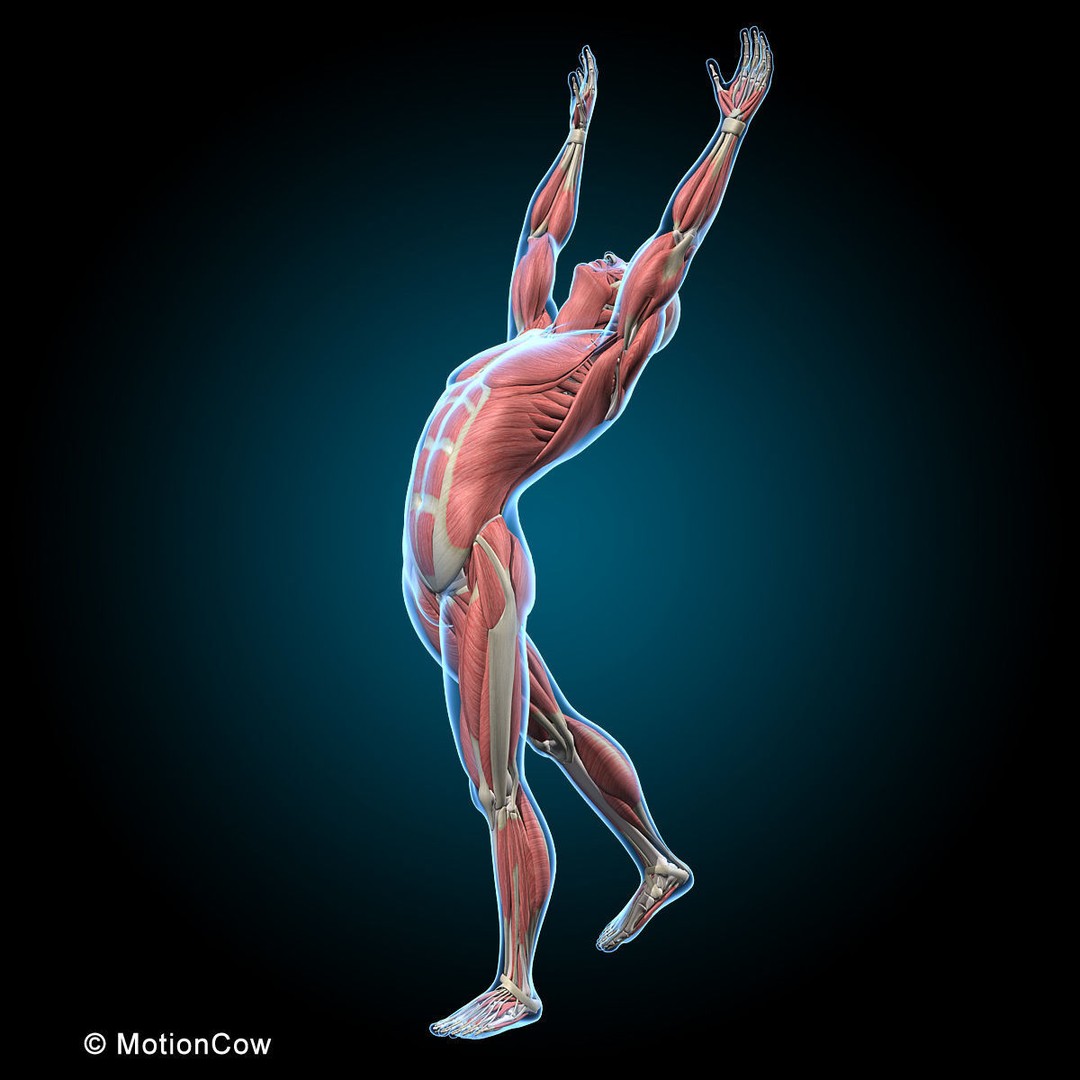 Musculoskeletal System 3D Model – Rigged Anatomical Asset, FBX - View 7