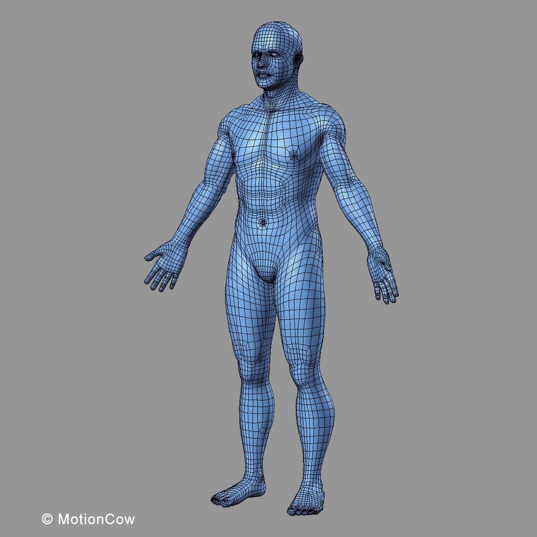 Musculoskeletal System 3D Model – Rigged Anatomical Asset, FBX - View 70