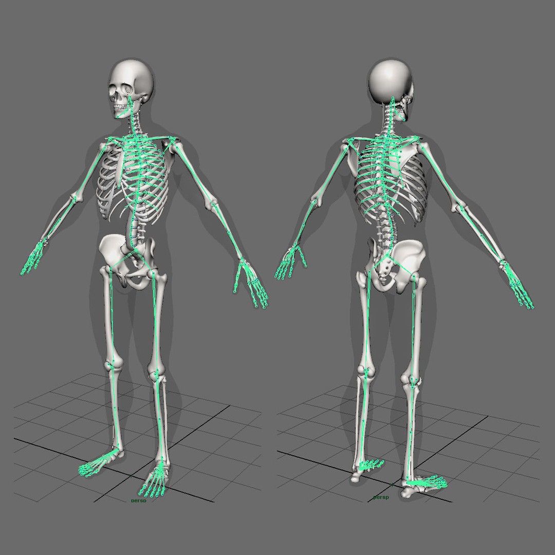 Musculoskeletal System 3D Model – Rigged Anatomical Asset, FBX - View 72
