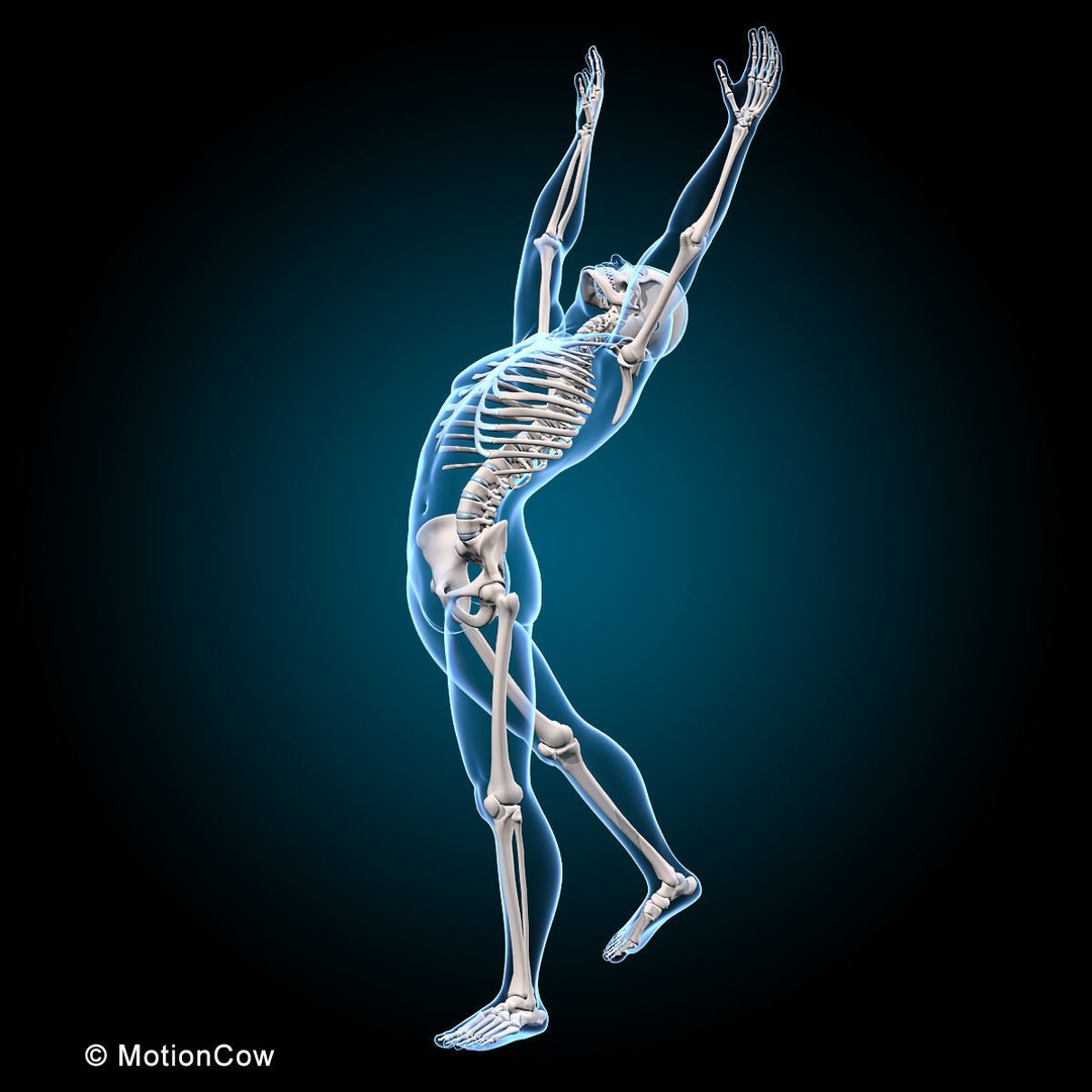 Musculoskeletal System 3D Model – Rigged Anatomical Asset, FBX - View 8