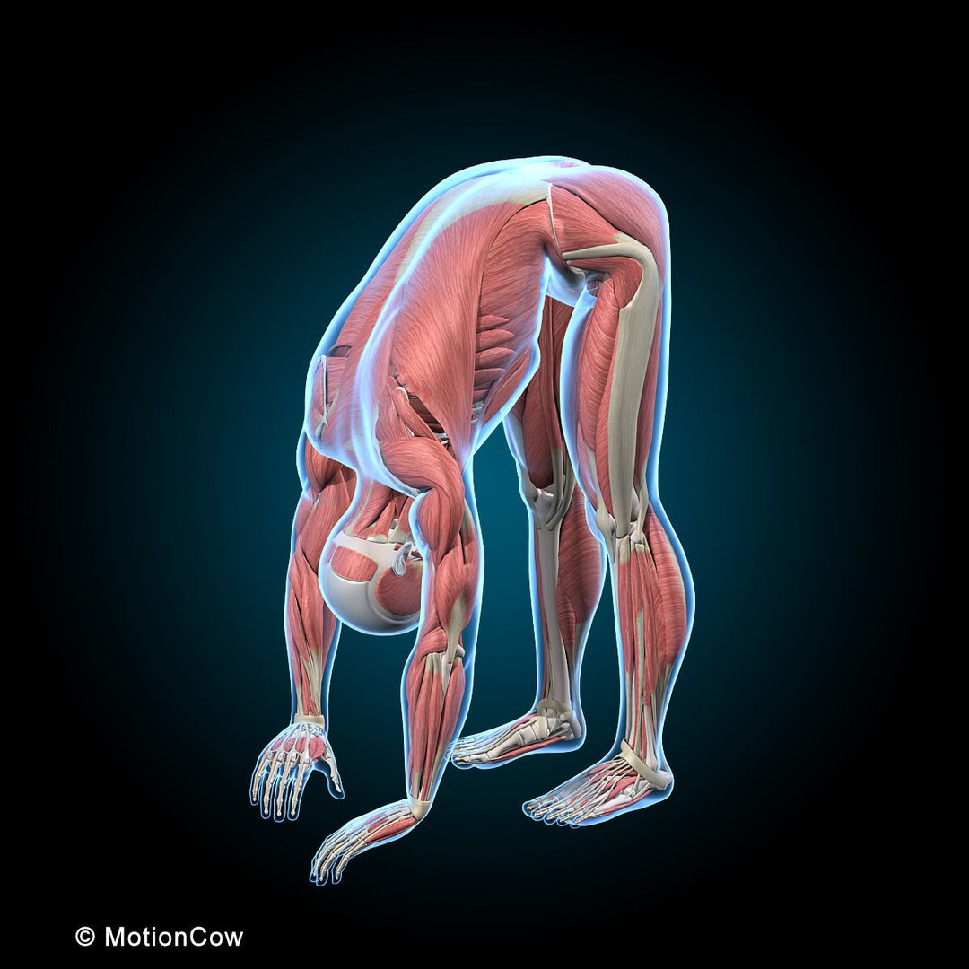 Musculoskeletal System 3D Model – Rigged Anatomical Asset, FBX - View 9