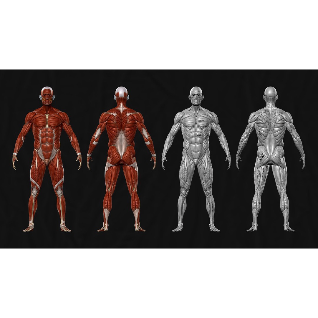 Realistic Male Full Body Anatomy 3D Model – Comprehensive Anatomy Reference, FBX, ZTL - View 10