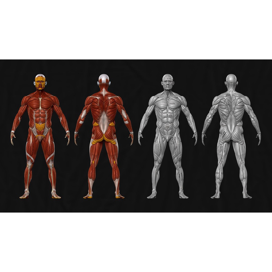 Realistic Male Full Body Anatomy 3D Model – Comprehensive Anatomy Reference, FBX, ZTL - View 11