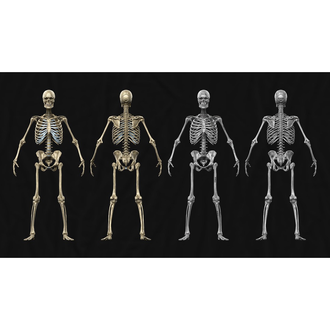 Realistic Male Full Body Anatomy 3D Model – Comprehensive Anatomy Reference, FBX, ZTL - View 12