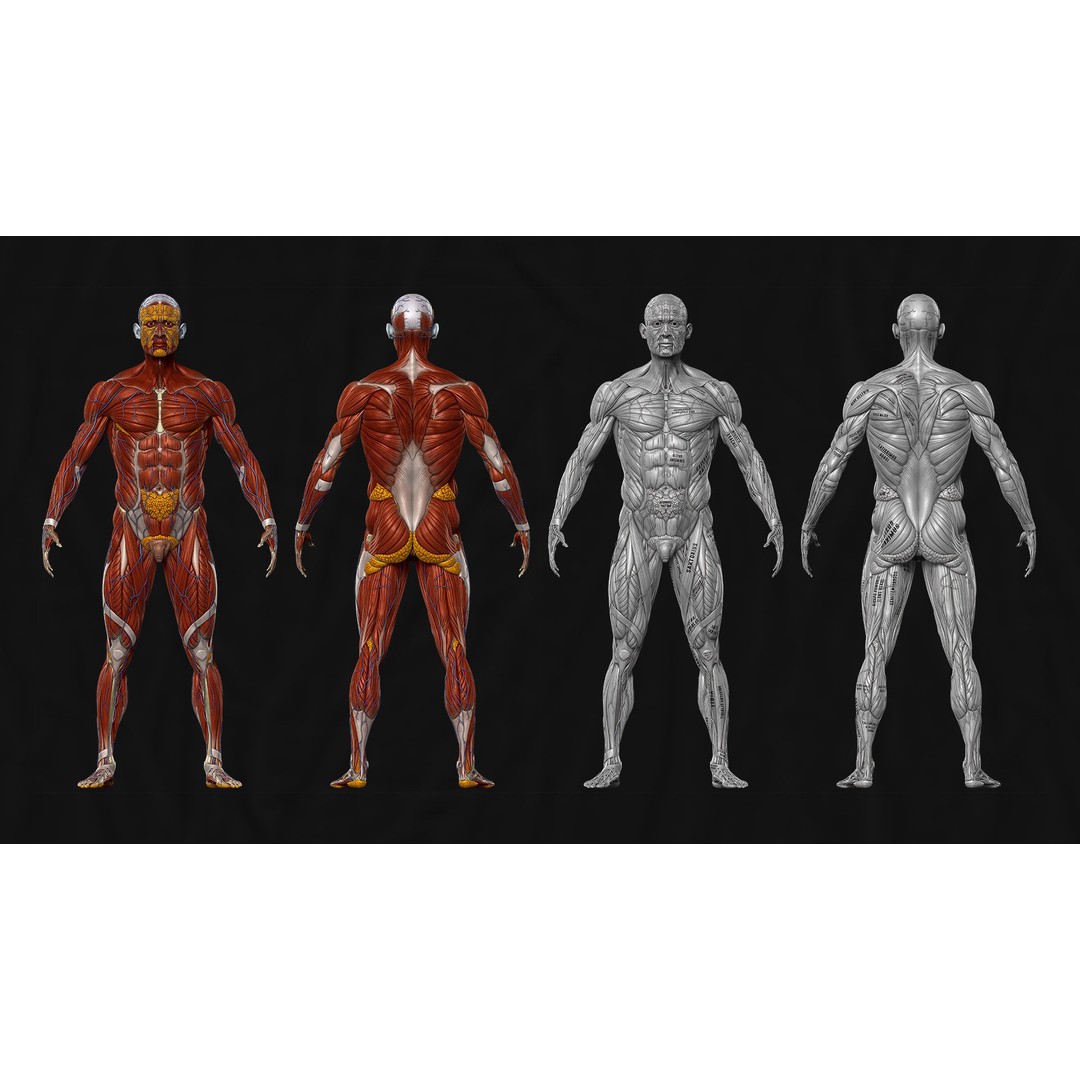 Realistic Male Full Body Anatomy 3D Model – Comprehensive Anatomy Reference, FBX, ZTL - View 13
