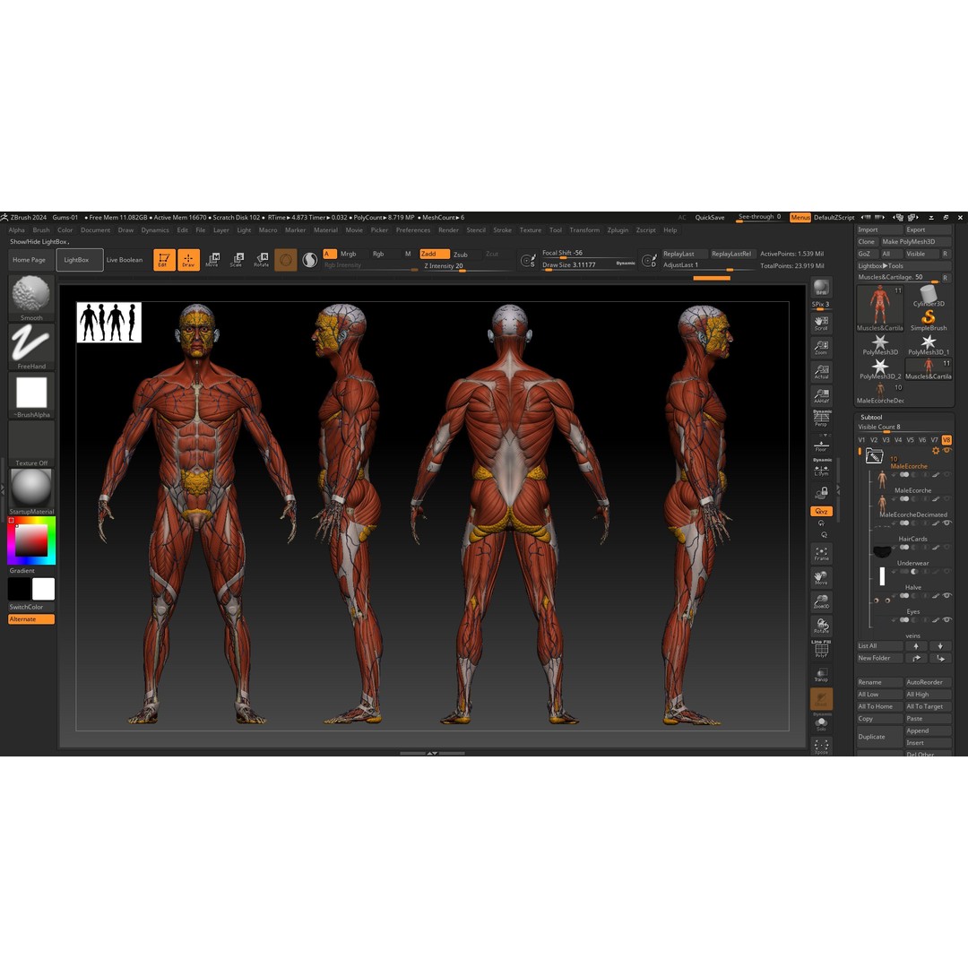 Realistic Male Full Body Anatomy 3D Model – Comprehensive Anatomy Reference, FBX, ZTL - View 16