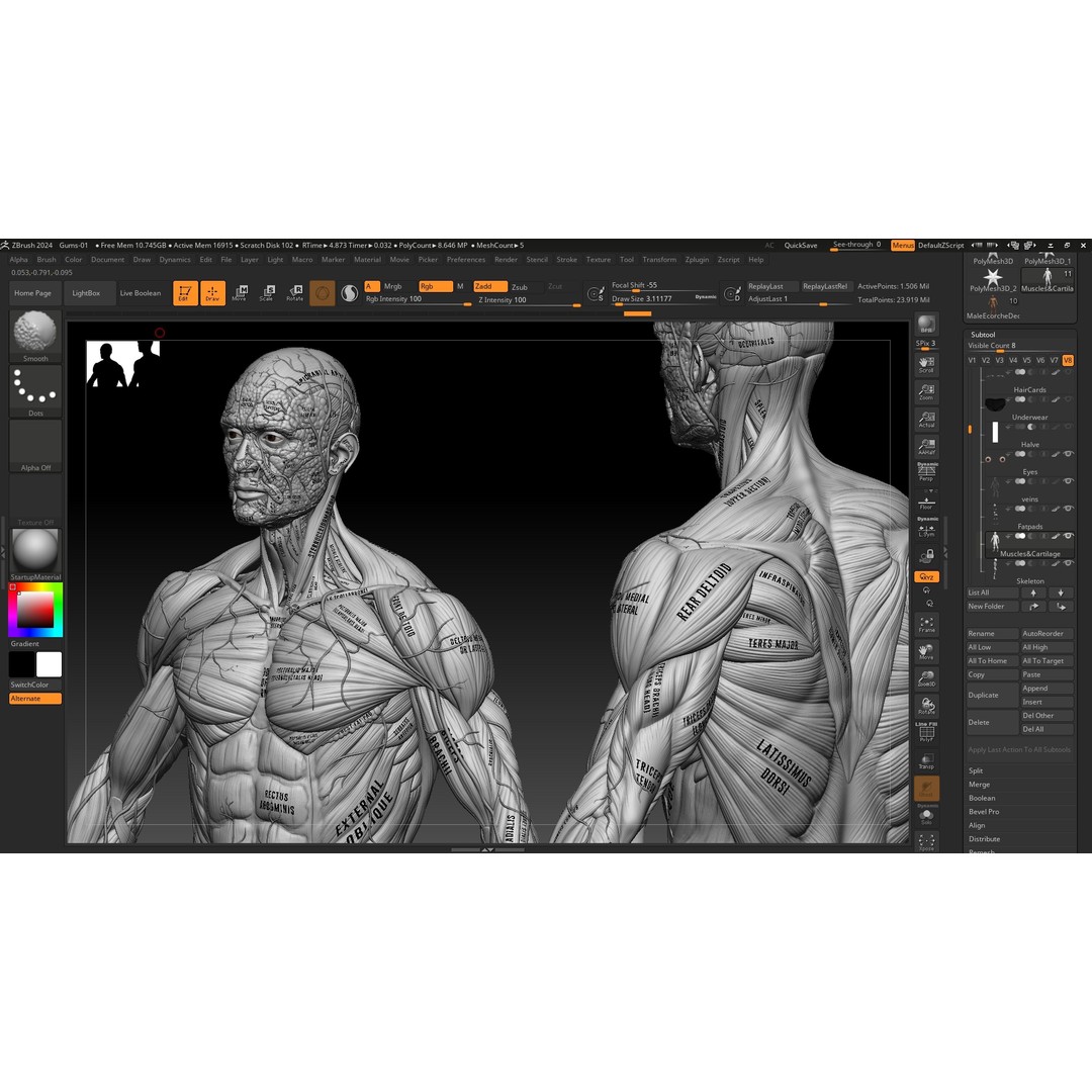 Realistic Male Full Body Anatomy 3D Model – Comprehensive Anatomy Reference, FBX, ZTL - View 19