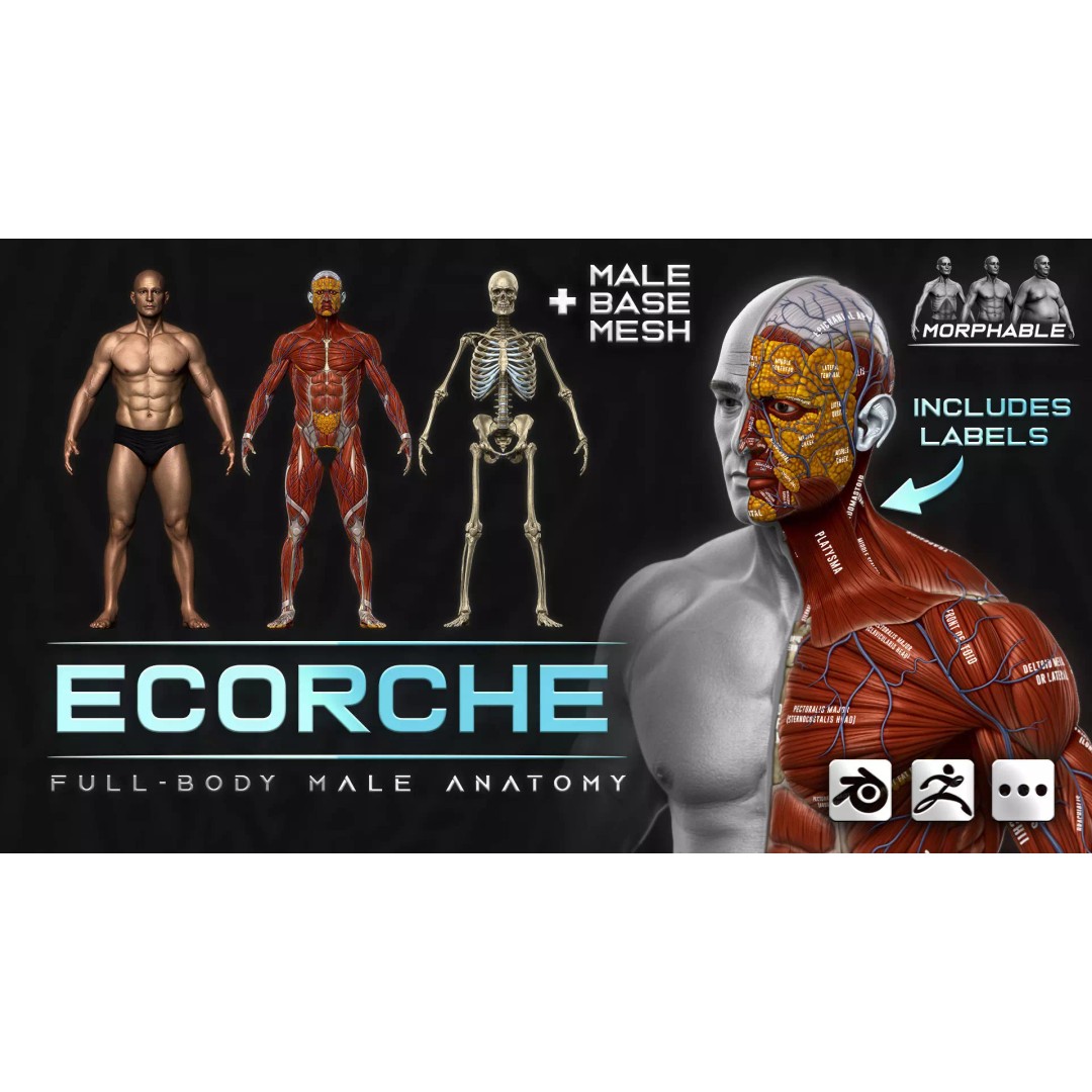 Realistic Male Full Body Anatomy 3D Model – Comprehensive Anatomy Reference, FBX, ZTL - View 2