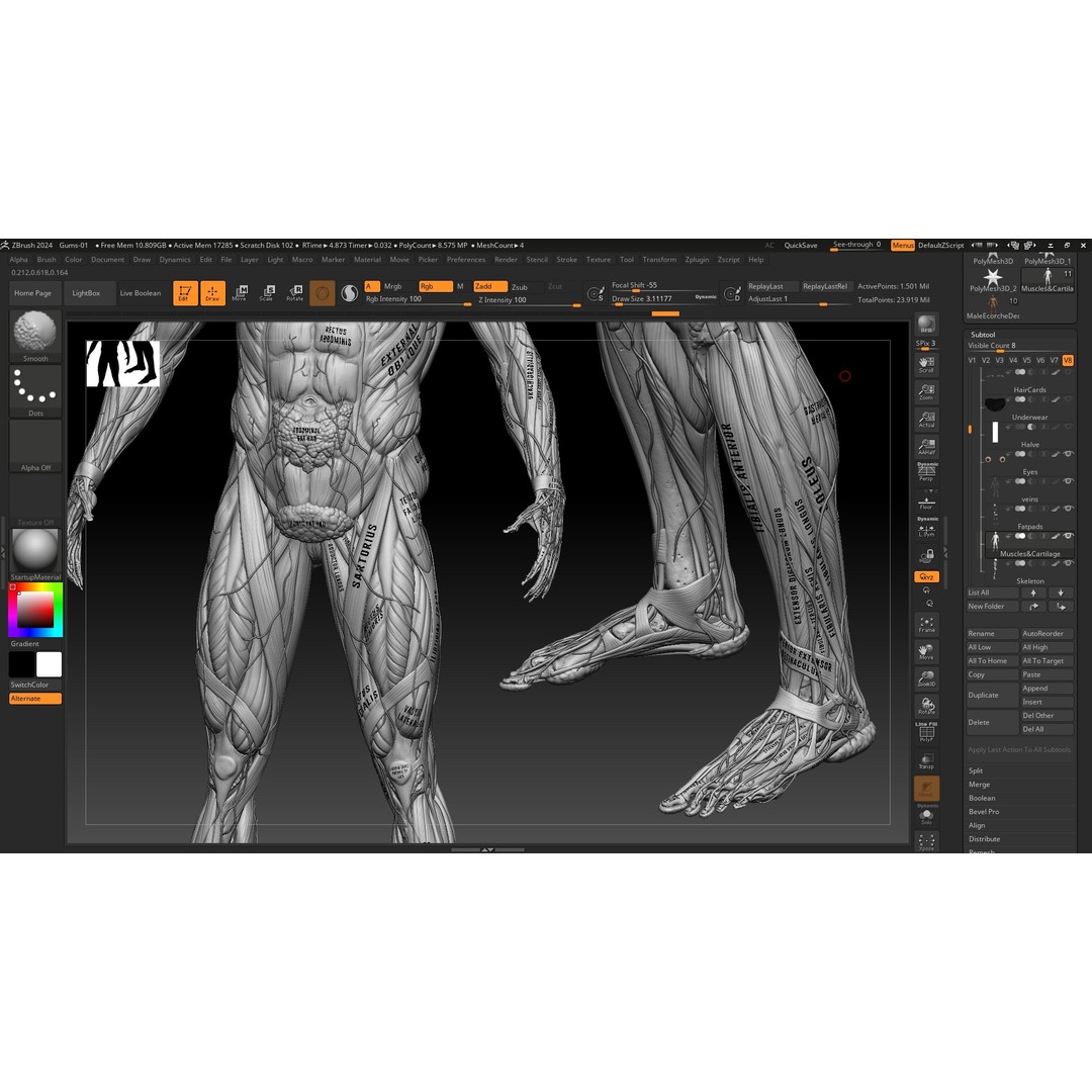 Realistic Male Full Body Anatomy 3D Model – Comprehensive Anatomy Reference, FBX, ZTL - View 20