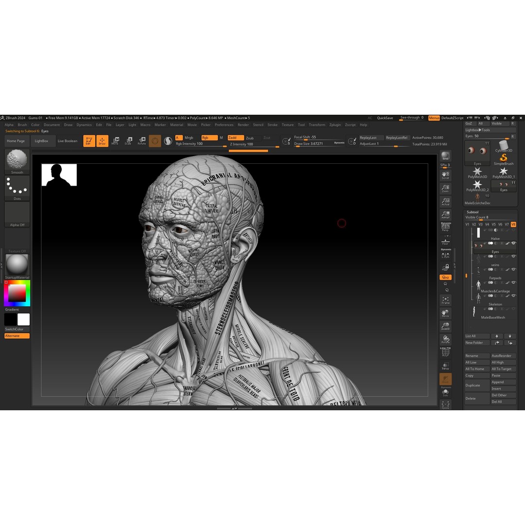 Realistic Male Full Body Anatomy 3D Model – Comprehensive Anatomy Reference, FBX, ZTL - View 21