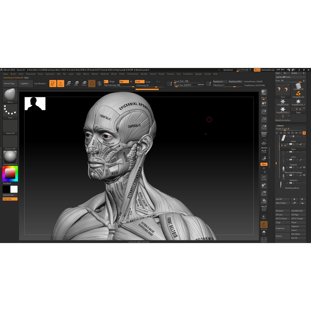 Realistic Male Full Body Anatomy 3D Model – Comprehensive Anatomy Reference, FBX, ZTL - View 22