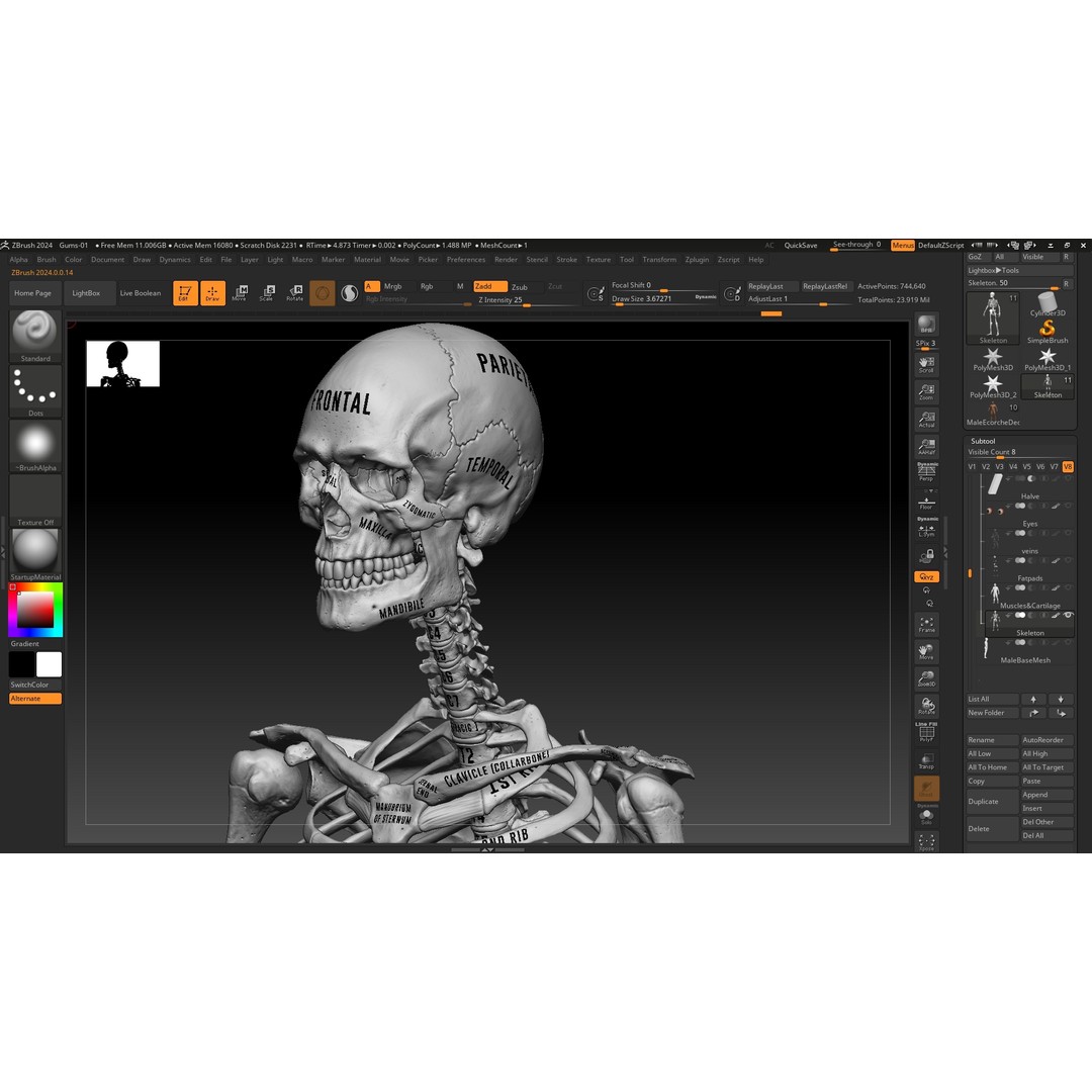 Realistic Male Full Body Anatomy 3D Model – Comprehensive Anatomy Reference, FBX, ZTL - View 23