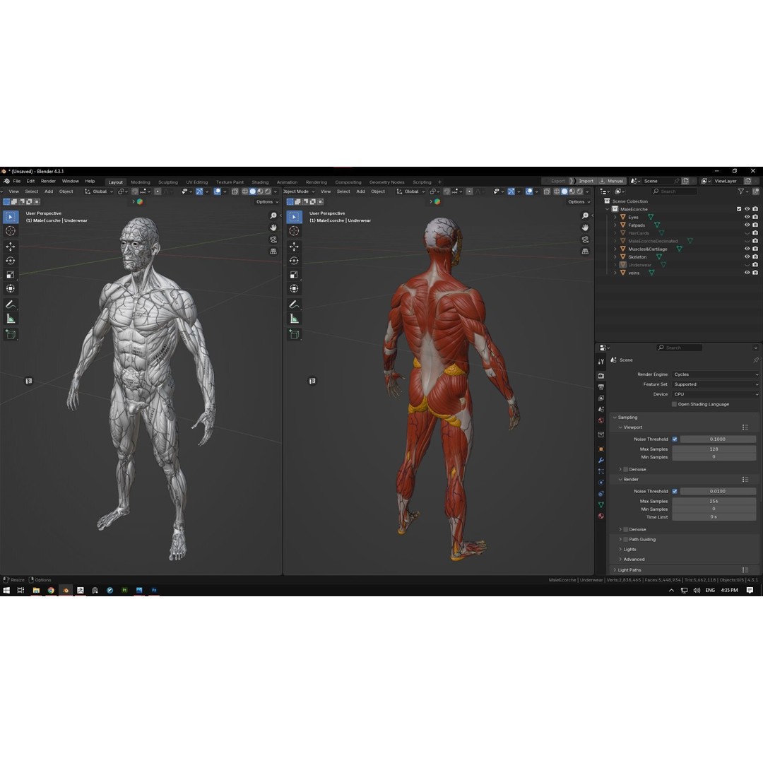 Realistic Male Full Body Anatomy 3D Model – Comprehensive Anatomy Reference, FBX, ZTL - View 27