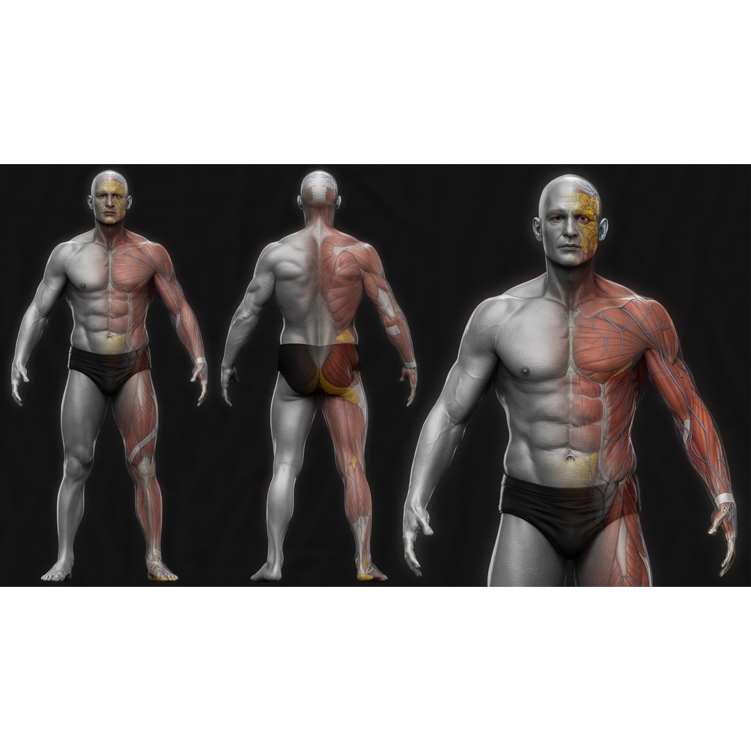 Realistic Male Full Body Anatomy 3D Model – Comprehensive Anatomy Reference, FBX, ZTL - View 3