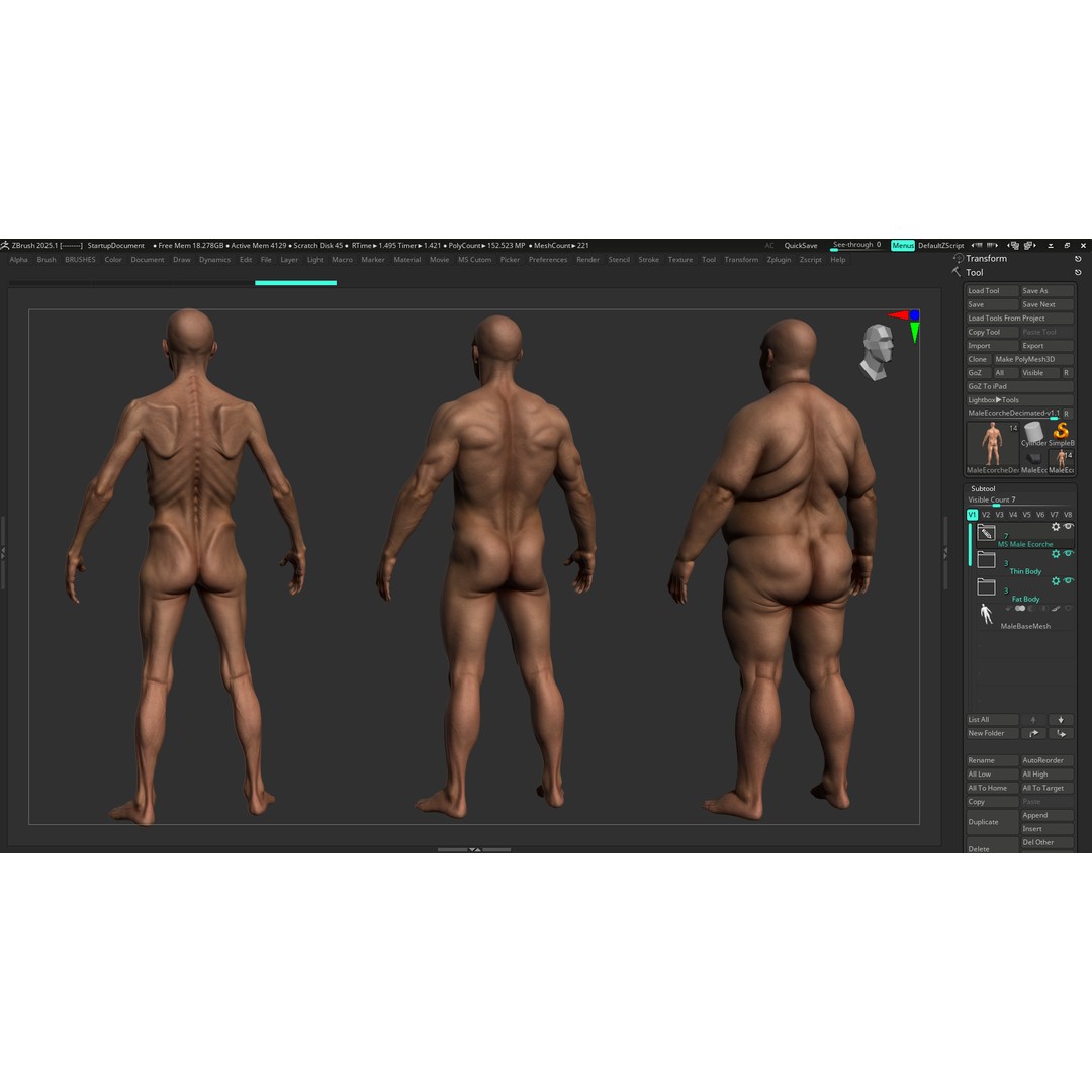 Realistic Male Full Body Anatomy 3D Model – Comprehensive Anatomy Reference, FBX, ZTL - View 32
