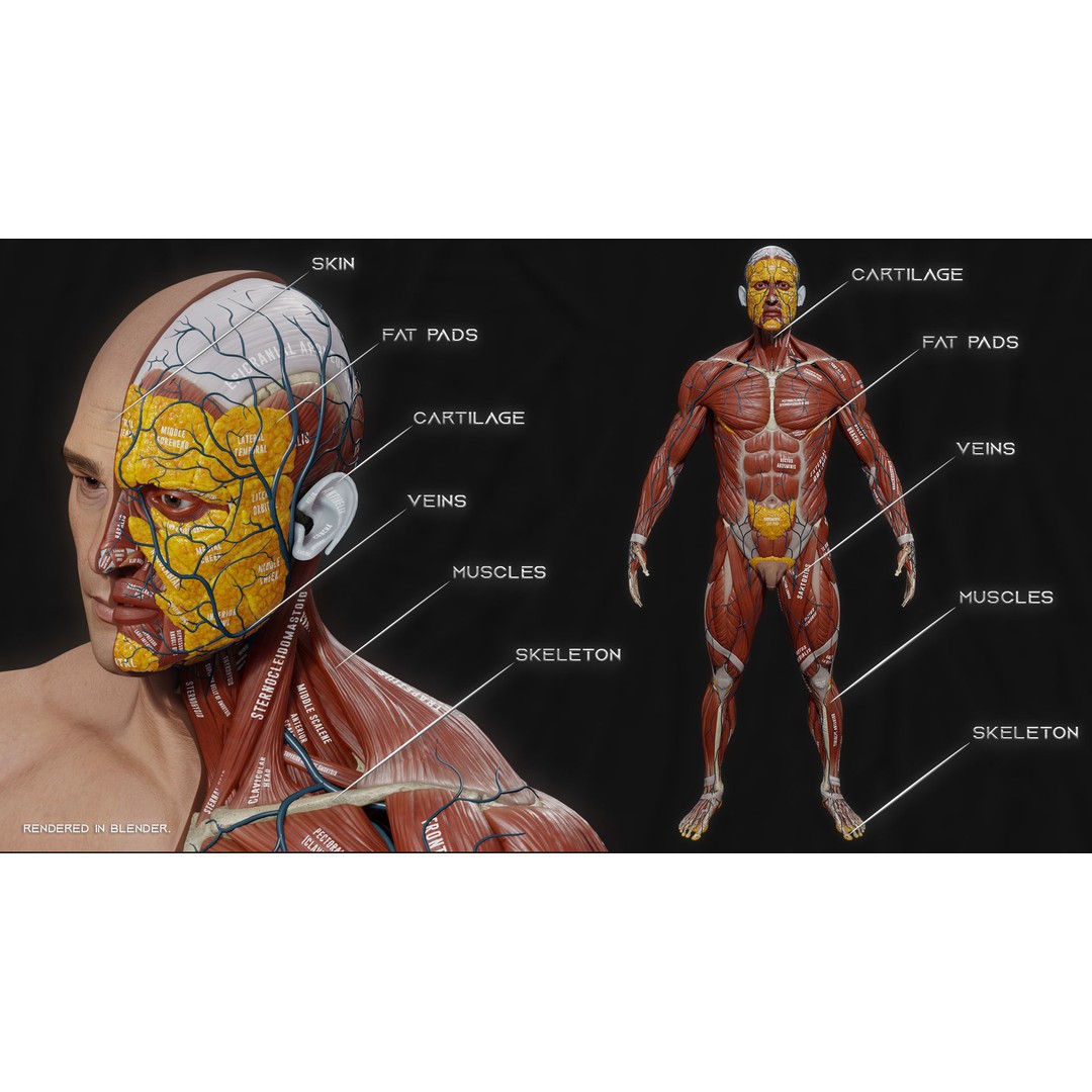 Realistic Male Full Body Anatomy 3D Model – Comprehensive Anatomy Reference, FBX, ZTL - View 4