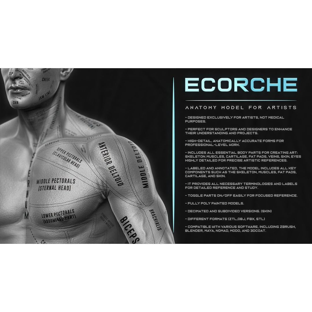 Realistic Male Full Body Anatomy 3D Model – Comprehensive Anatomy Reference, FBX, ZTL - View 5
