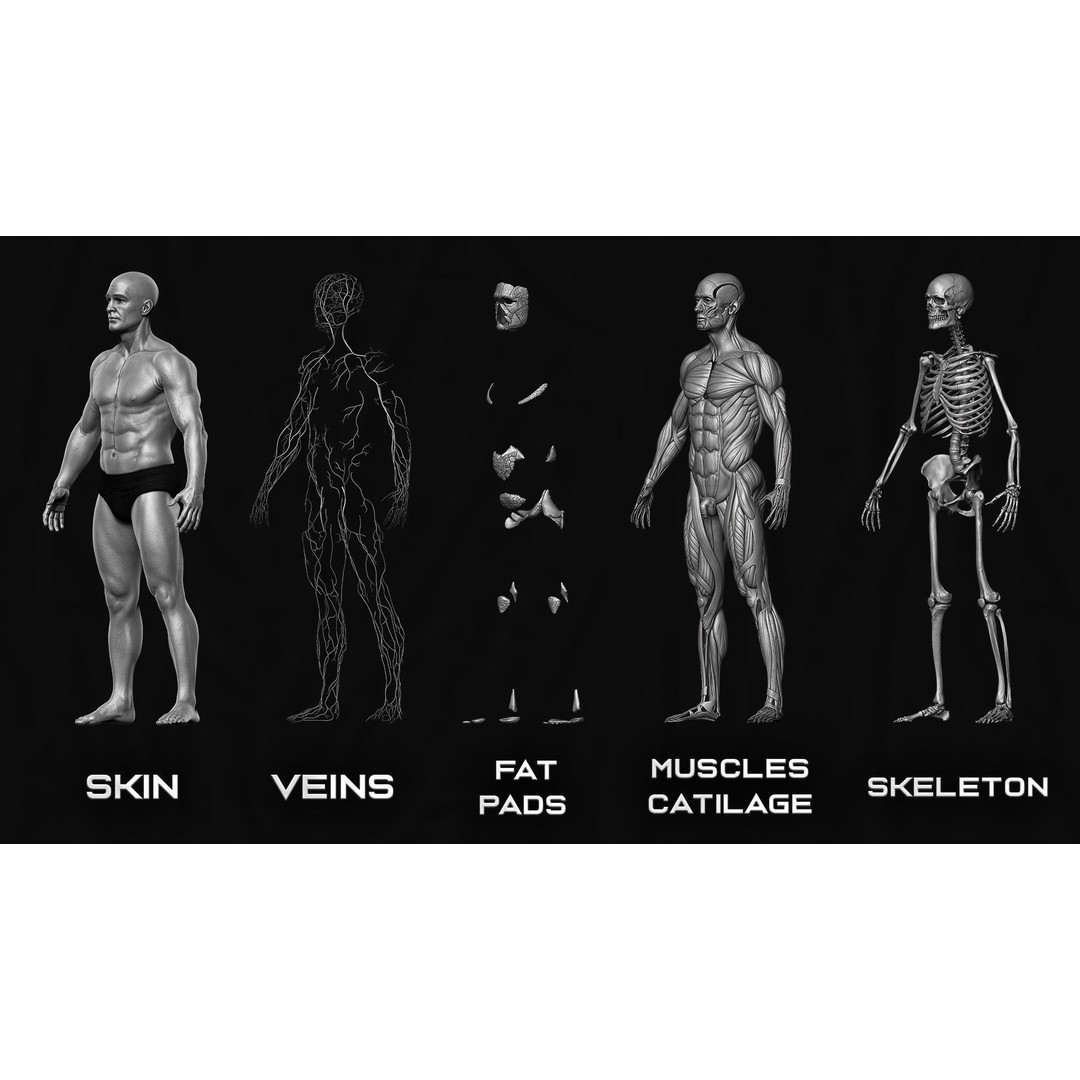 Realistic Male Full Body Anatomy 3D Model – Comprehensive Anatomy Reference, FBX, ZTL - View 8
