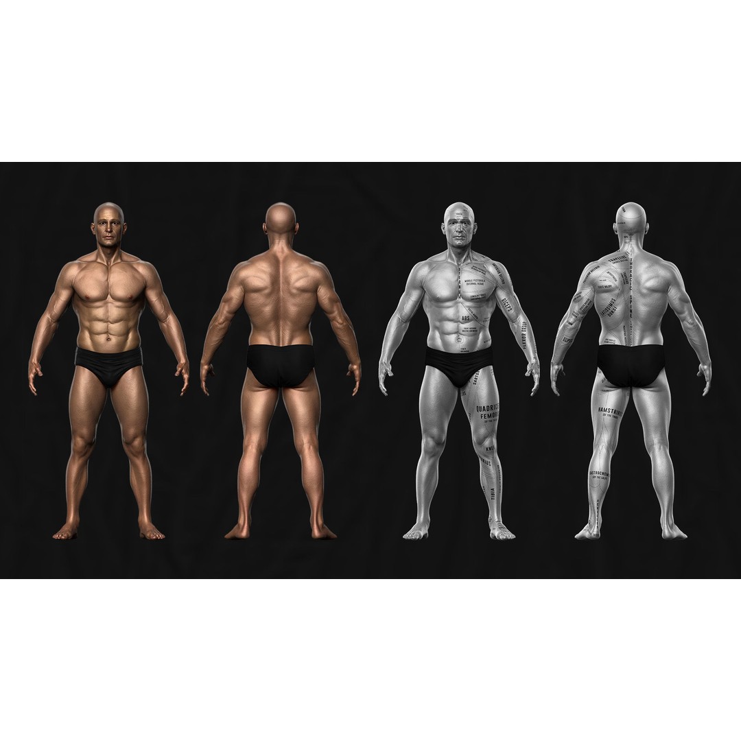 Realistic Male Full Body Anatomy 3D Model – Comprehensive Anatomy Reference, FBX, ZTL - View 9