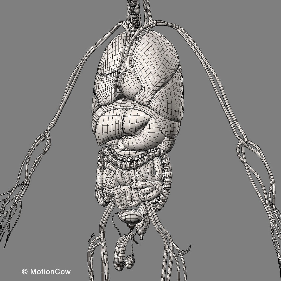 Human Anatomy 3D Model – Rigged Character with Detailed Systems, FBX - View 100